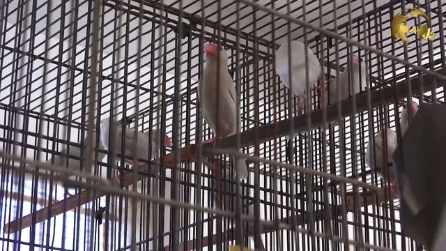 The Most Beautiful Java Sparrow Birds Setup | Fawn Java, Silver Java, Grey java Birds Breeds смотреть онлайн
