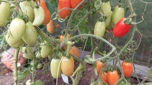 #джекпот# Бесподобный томат Джек пот, урожайный, неприхотливый и очень вкусный гибрид