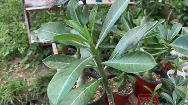 Adenium Obesum Plants (desert Roses).....branches