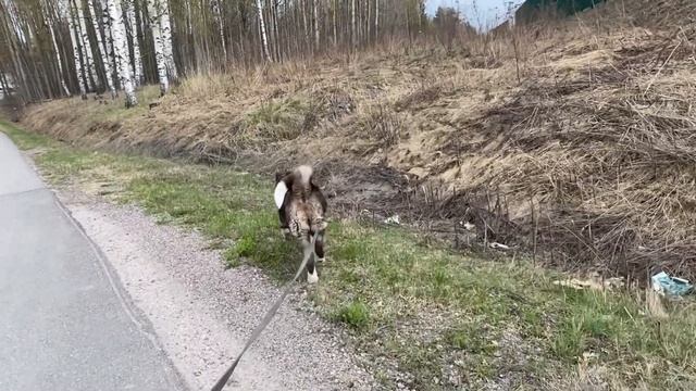Американская Акита, социализация собаки в городе, память у акит смотреть онлайн