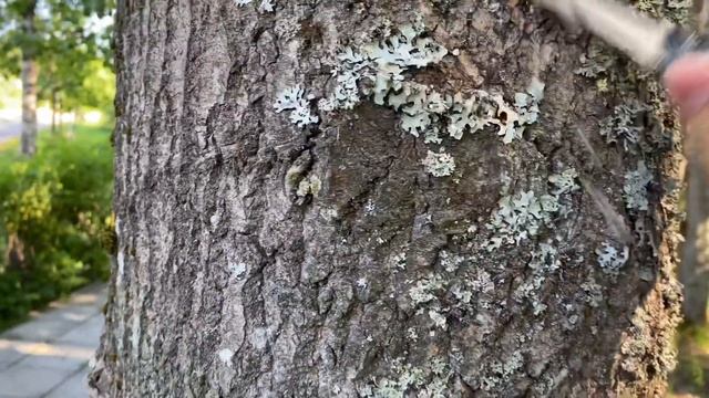 Лишайники, как с ними бороться. смотреть онлайн