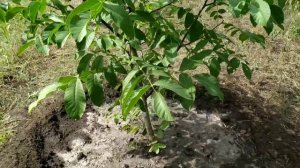 Грецкий орех четвёртого года.Плодоношение.