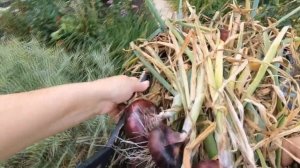 Сладкий салатный лук, который "не щиплет глаза". Выращивание рассадой и результат. Ялтинский лук.