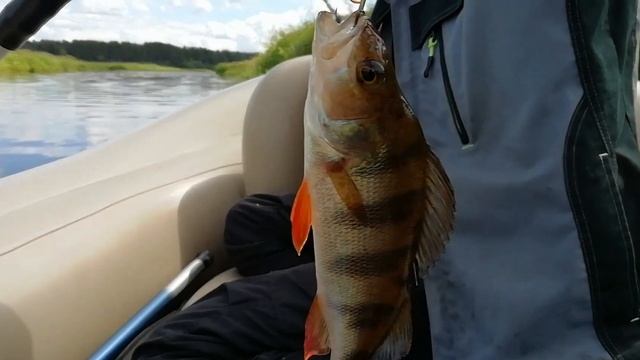 Озеро Коробожа. Рыбалочка. смотреть онлайн