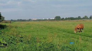 🍓🍓🍓🐴🐴Спаривание лошадей, залетай продолжение будет 👍👍👍