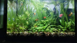 Простой аквариум.