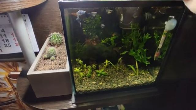 Кормим рыбок манкой