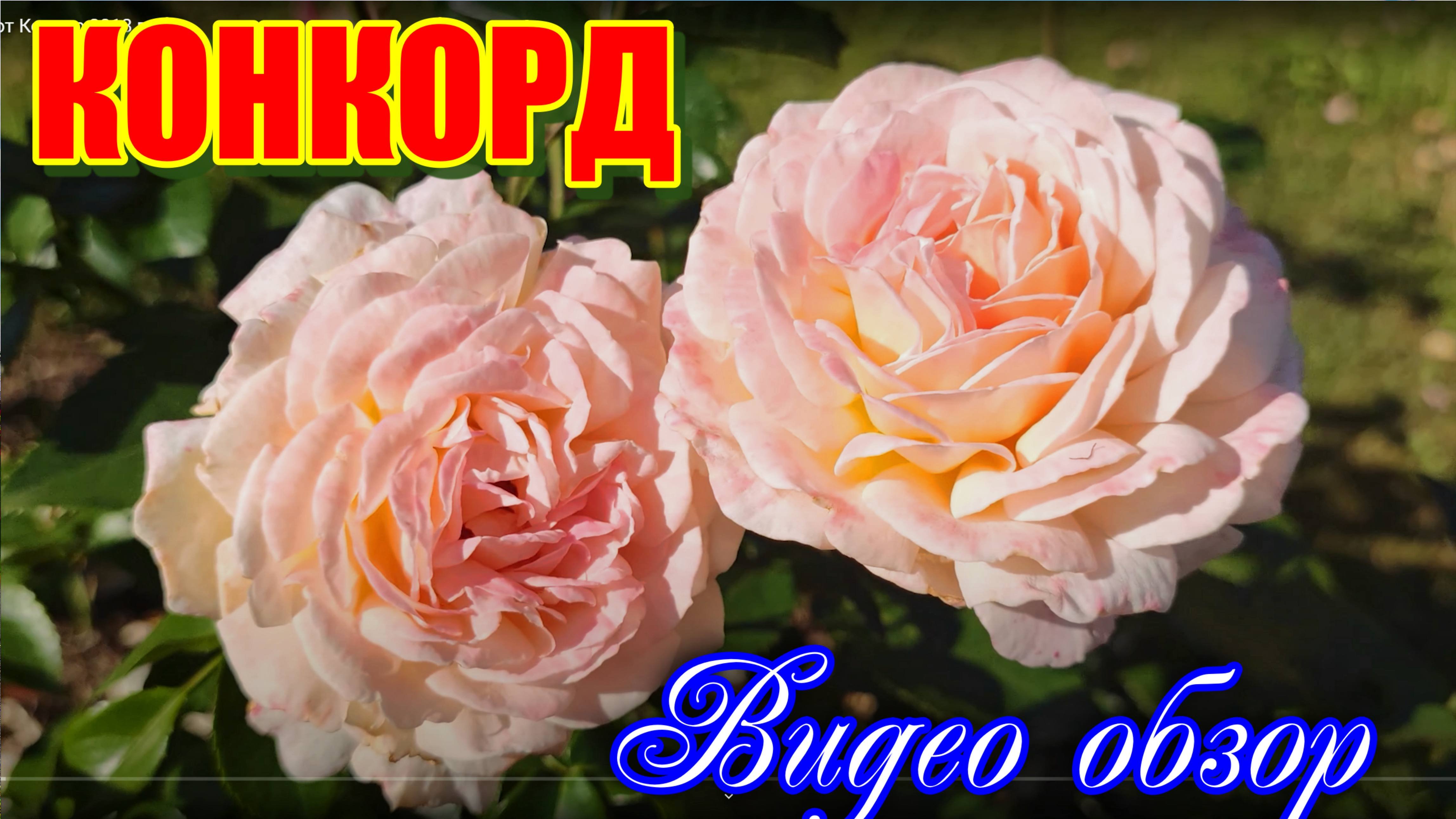 Роза КОНКОРД Новинка от Кордес 2018 г. смотреть онлайн