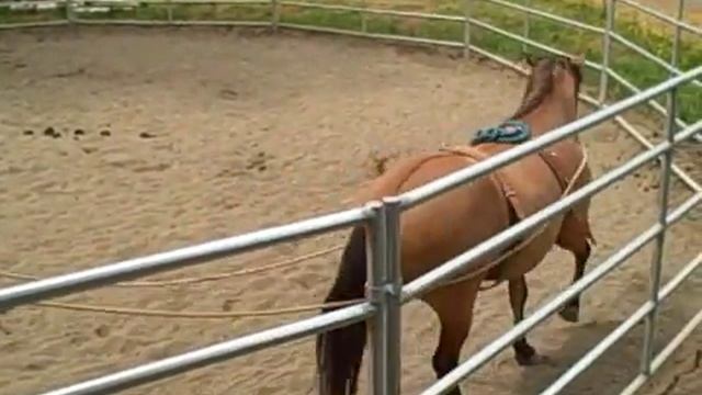 Driving a Kiger Mustang Horse смотреть онлайн