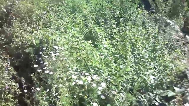 приколы в сельском хозяйстве как узнать где гнездо курицы полезная информация про куриц смотреть онлайн