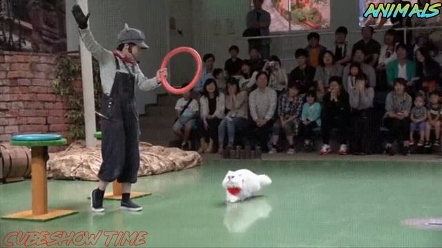 Best Animals Coub #24 | Лучшие кубы с животными №24 (Июль 2019) смотреть онлайн