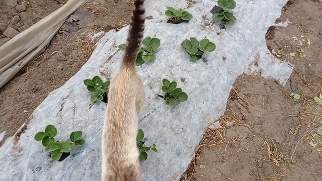 Продолжаем сезон клубники смотреть онлайн