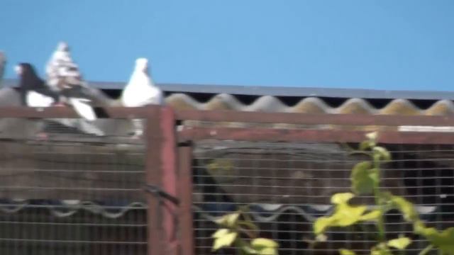 гонщикам о точке и ....Курсак удивил смотреть онлайн