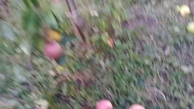 Сорт яблуні Фуджі Бені Шогун!Сигнальне плодоношення!Ранньостиглий клон сорту Фуджі! смотреть онлайн