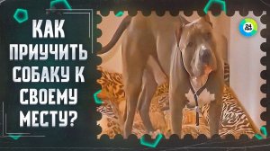 ТВ МИР-Как приучить собаку к своему месту в квартире