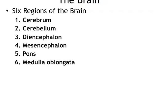 Honor Anatomy Module 8 Nervous System (1) смотреть онлайн