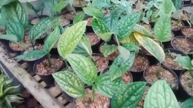 Lapak Tanaman Murah di Depok Tanaman koleksi смотреть онлайн