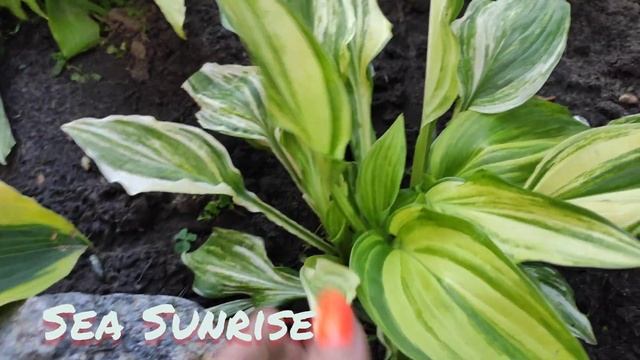 Стрекетная хоста Sea Sunrise...посадка прошлого года смотреть онлайн