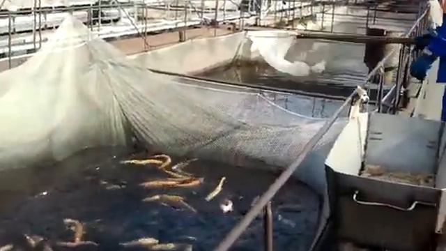 Саянская форель (Майнская ГЭС) смотреть онлайн