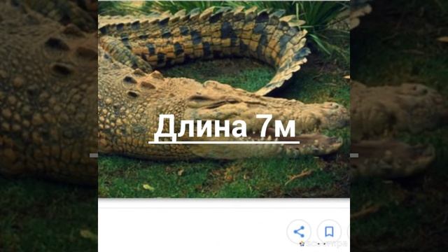 Косатка vs Крокадил(гребнистый)кто самый сильный хищник? смотреть онлайн