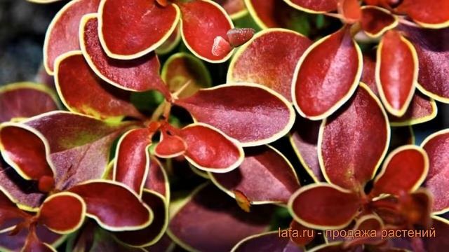 Стройка Проект