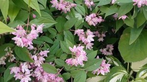 #дейция ДЕЙЦИЯ ШЕРШАВАЯ #декоративныерастения #декоративныекустарники #кустарник