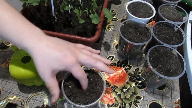 ПИКИРУЕМ МИРАБИЛИС!!! смотреть онлайн