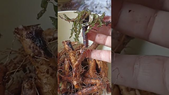 Корни одуванчика. Начинается заготовка трав !