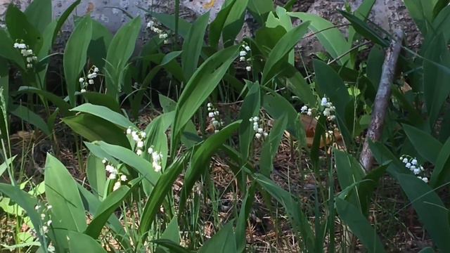 КАКУЮ ПОРОДУ ПЧЕЛ ВЫБРАТЬ? смотреть онлайн