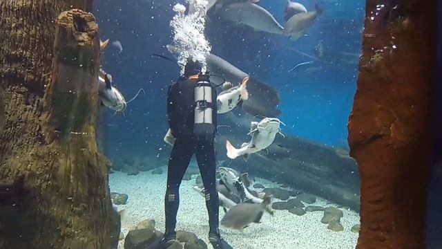 Аквалангист в Москвариуме кормит рыбок смотреть онлайн