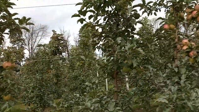 работаем браья! тел для связи Татьяна Евгеньевна главный бухгалтер +7 960 157-71-27 смотреть онлайн