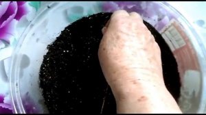 Однолетняя астра. Выращиваем рассаду легко и просто!!