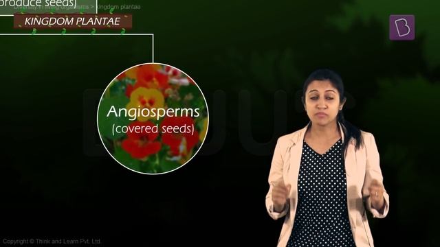 Difference Between Angiosperms And Gymnosperms