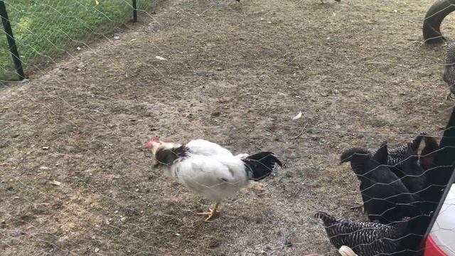 Flappy Crows смотреть онлайн