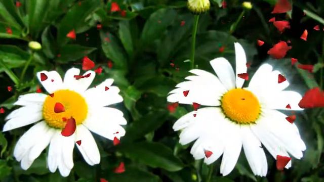 Ромашки... смотреть онлайн