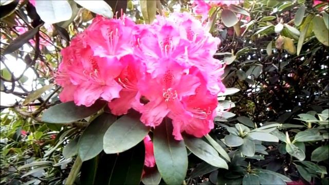Rhododendron смотреть онлайн