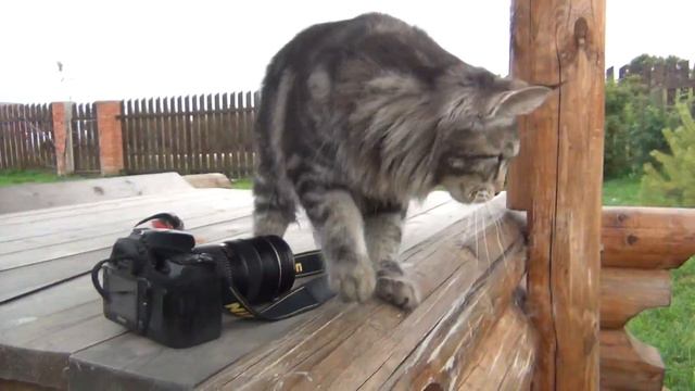 ЛЮБИМ Amorecoon котик мейн-кун ПРОДАН! смотреть онлайн