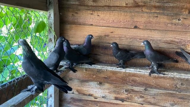 Летные Узбекские - Игровые Молодые Голуби / Обзор особей которые себя Проявляют / по Линиям смотреть онлайн