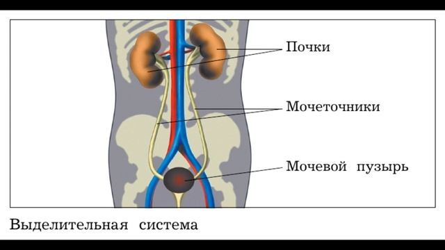 "Как организм удаляет ненужные ему жидкие вещества", Окружающий мир 4 класс ч.1, с.29-30, Школа XXI смотреть онлайн