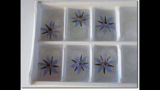 Borage As A Food And As A Gardening Tool