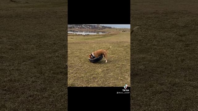 Амстафф Стаффордширский терьер смотреть онлайн