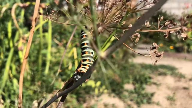 ОТ ГУСЕНИЦЫ ДО БАБОЧКИ 🦋! #butterfly смотреть онлайн