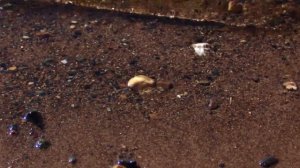 ? Обское море? Отдых В Новосибирске ? Пляжи Обского Водохранилища ✔️