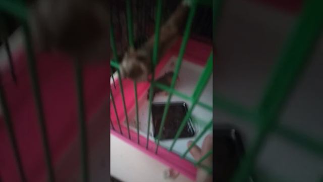 Купили птиц 🦆🦆🦅🦅🕊️🕊️🐧🐧🐦🐦🐦🐥🐤🐔🐓🦃 смотреть онлайн