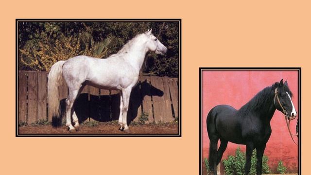 Берберийская порода лошадей смотреть онлайн