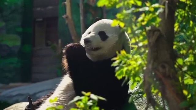 Панда Жуи из Московского зоопарка ест бамбук. смотреть онлайн