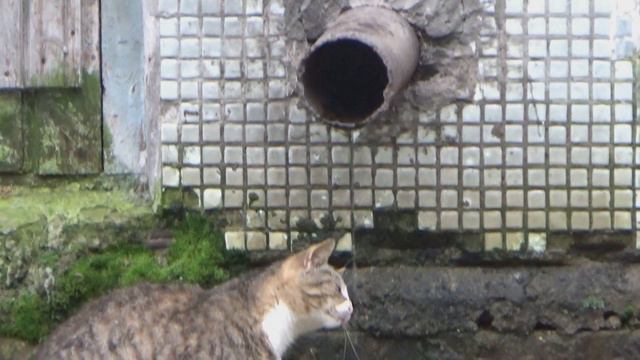 Уличные коты.