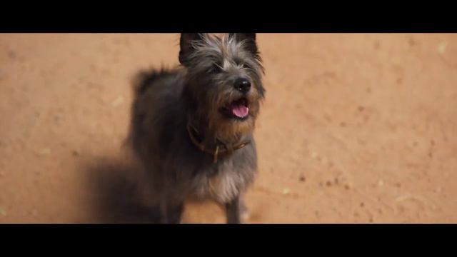 Мой любимый Двортерьер | Трейлер | В кино с 14 ноября смотреть онлайн