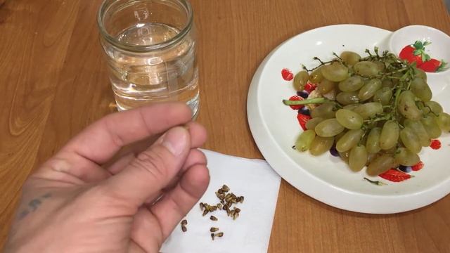 Как прорастить любой сорт винограда из косточки!