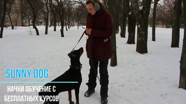 Правила содержания собак в городе || Правила выгула собак || Собака в городе || Хороший тон и этике смотреть онлайн